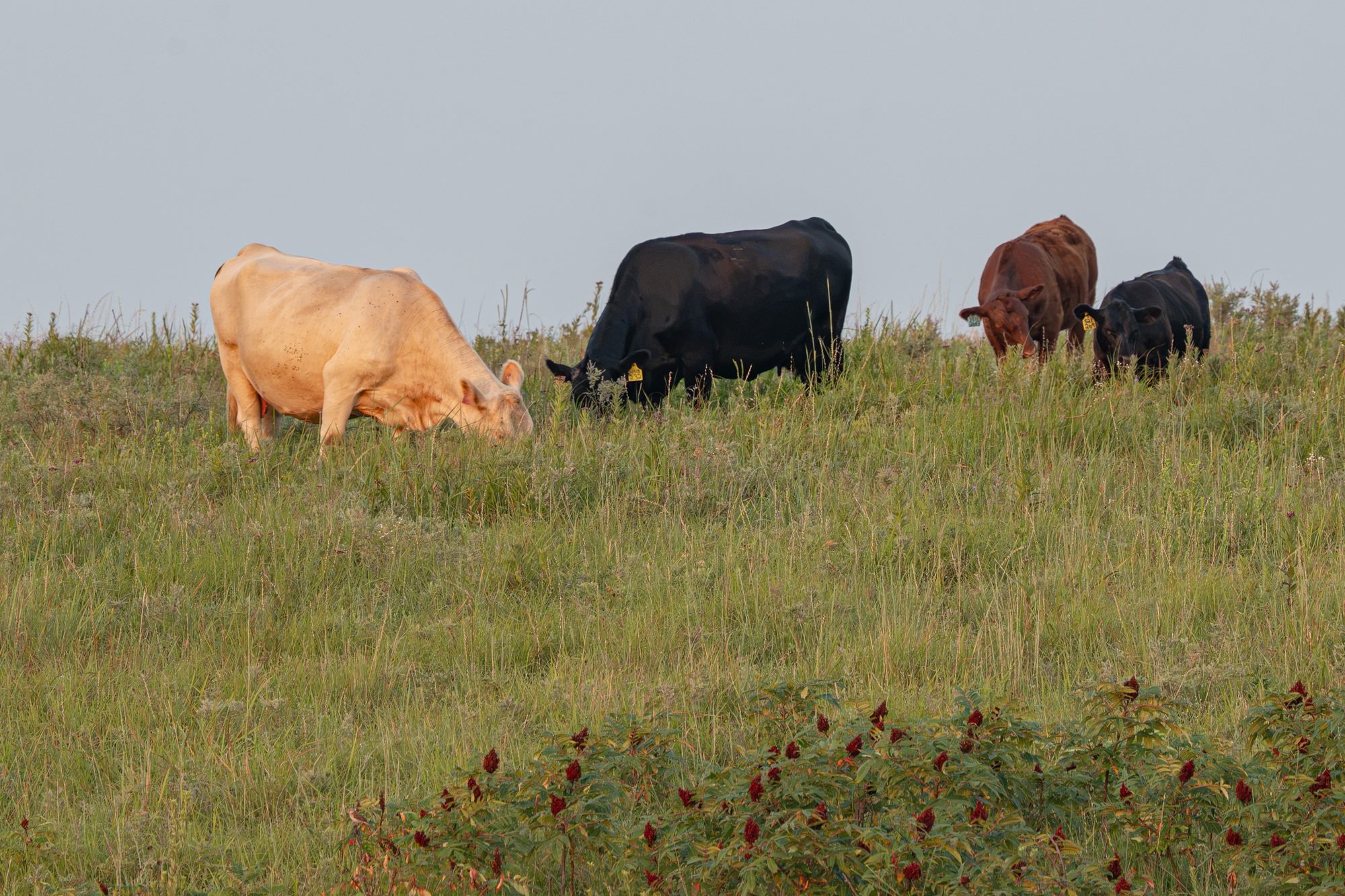Cattle grazing a green ridge in the Kansas Flint Hills